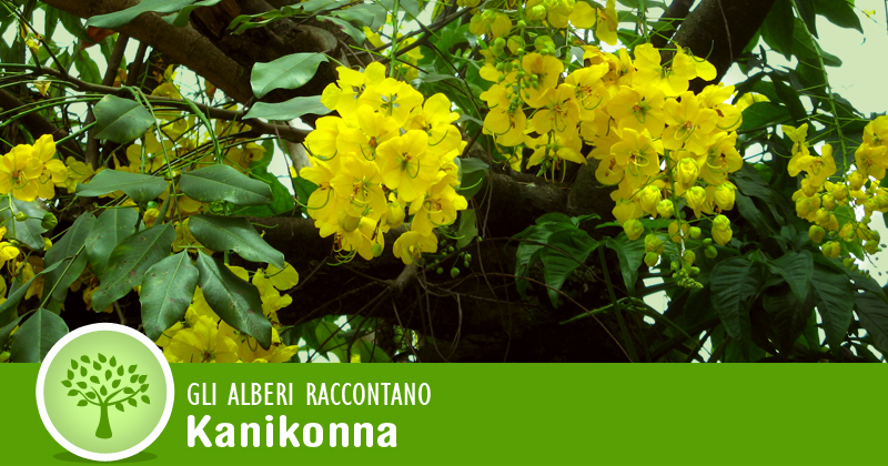 foto di albero con fiori gialli, la scritta: Gli alberi raccontano, Kanikonna